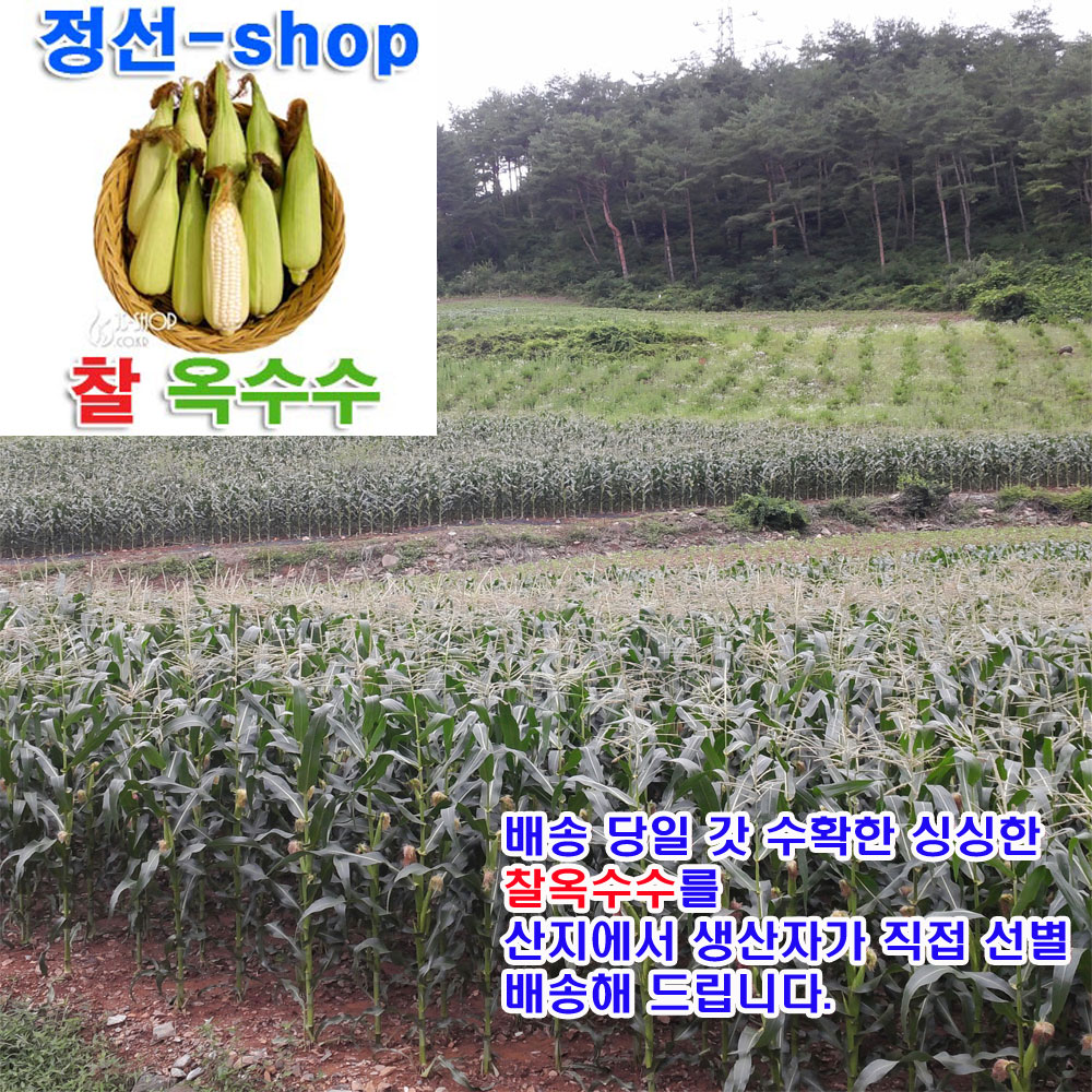우리네농산,강원도 정선 햇찰옥수수50EA(무료배송)