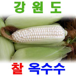 우리네농산,강원도 정선 햇찰옥수수50EA(무료배송)