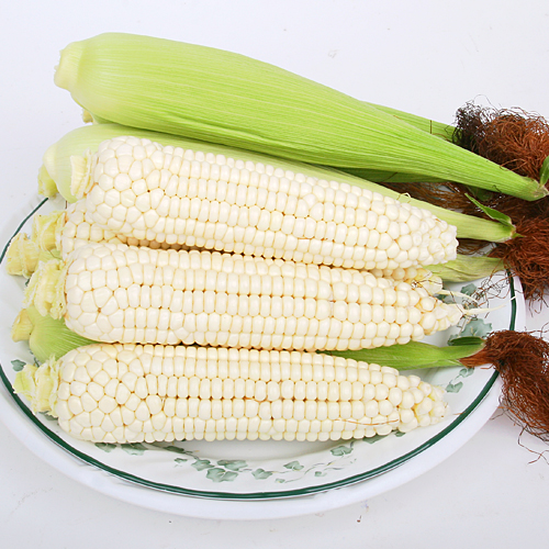 우리네농산,강원도 정선 햇찰옥수수30EA(무료배송)